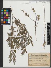 Foto von Salix purpurea L. x Salix repens L.